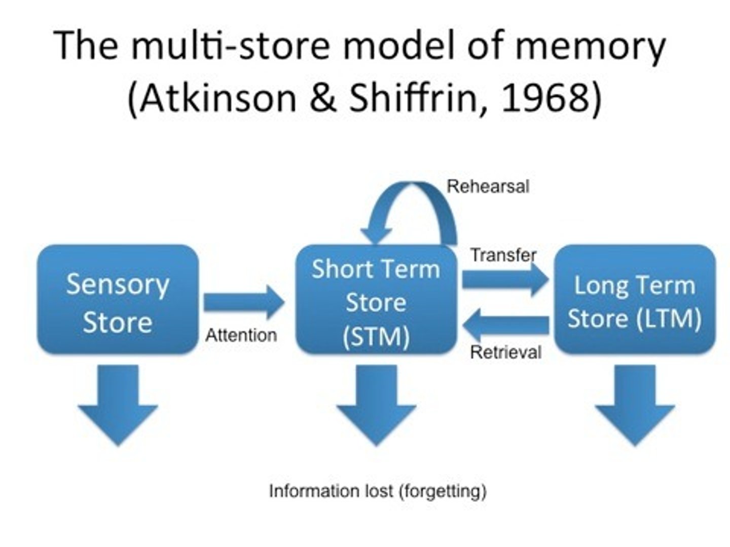 <p>Sensory buffer. Temporary store holding information from the environment very briefly. Attention is required to move it to short term memory.<br><br>Short Term Memory. A store with limited capacity and duration. If the information in STM is rehearsed, then it moves to long-term memory. When we recall something it is retrieved from LTM and enters our STM so that decisions can be made.<br><br>Long-term memory (LTM) is where memory is stored after it has been rehearsed while in STM. LTM is of unlimited capacity and duration.</p>