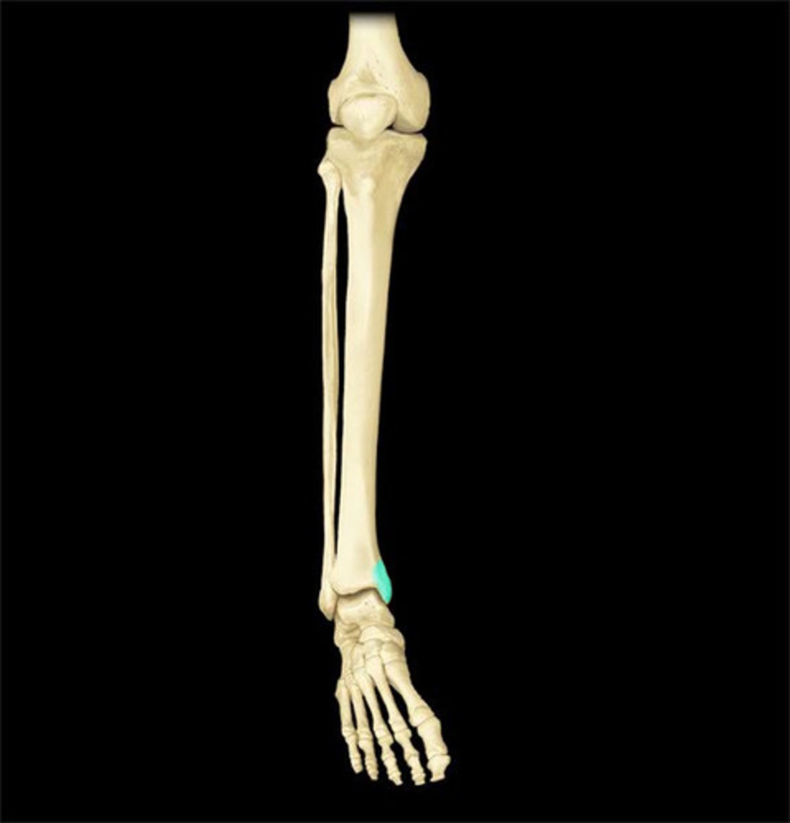 <p>-the most inferior projection on the tibia</p><p>-bump can be felt on the inside of the ankle</p>