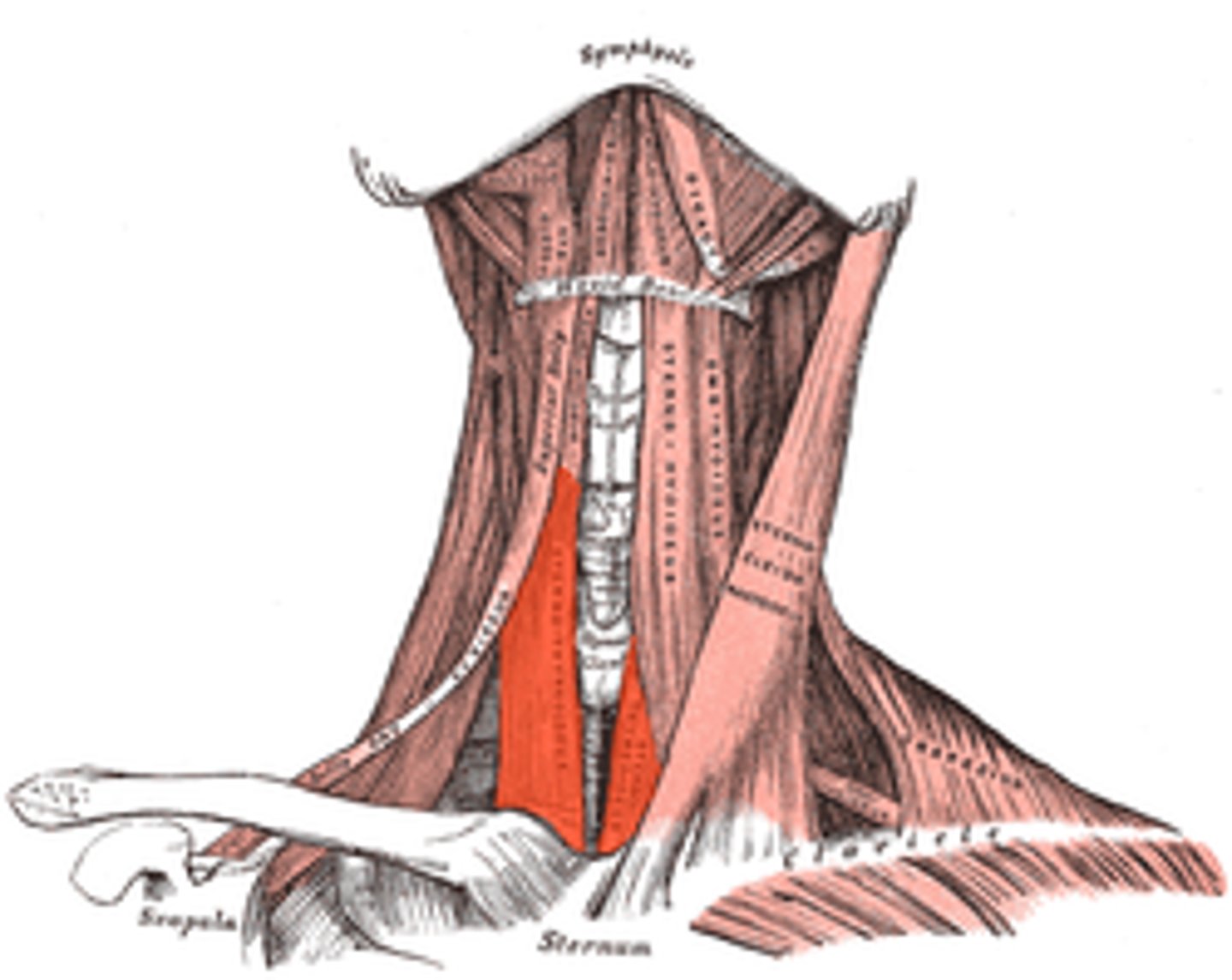 <p>pulls thyroid down and enlarges pharynx</p>