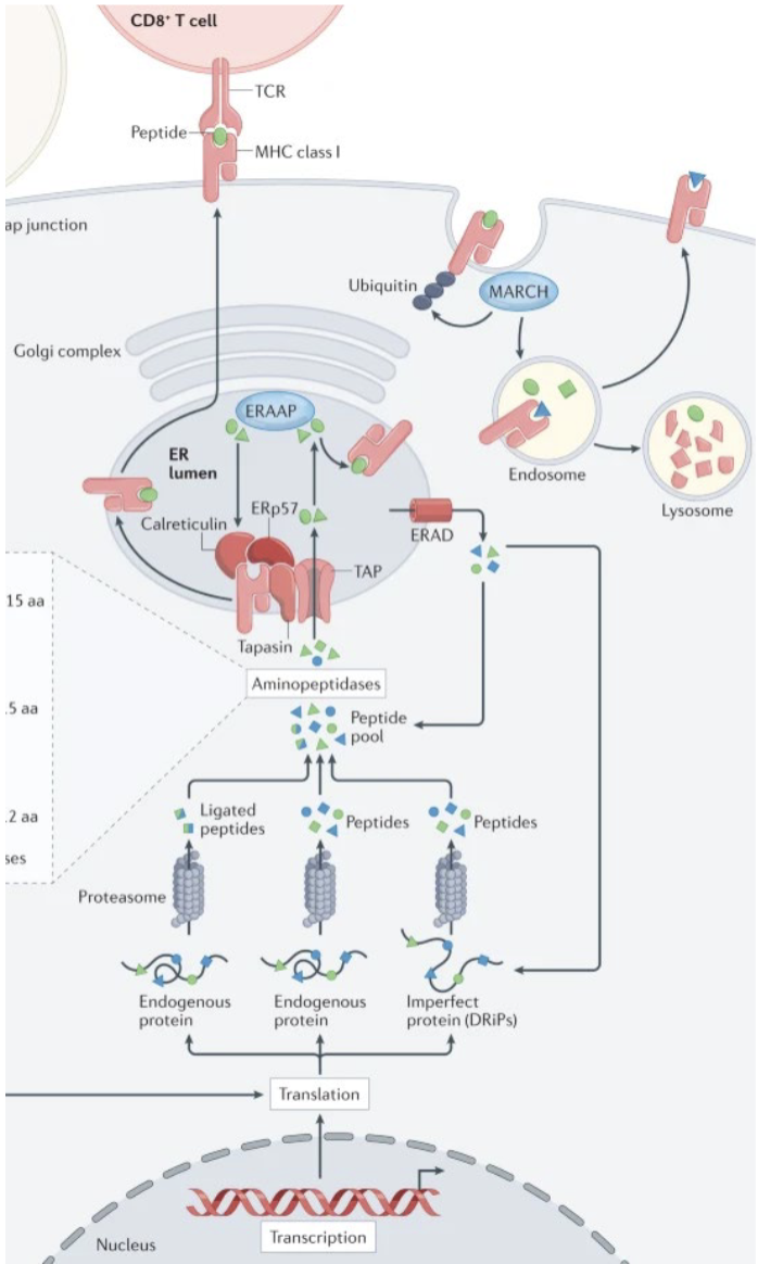 <ul><li><p><strong>Generation of endogenous antigens</strong> from cytosolic proteins (defective ribosomal products, DRiPs) (e.g., viral, tumor, or self proteins) </p></li><li><p><strong>Proteasomal degradation</strong> of proteins into peptide fragments </p></li><li><p><strong>Transport of peptides</strong> into the ER via TAP1/TAP2 transporters </p></li><li><p><strong>Synthesis and folding of MHC class I heavy chain</strong> in the ER</p></li><li><p> <strong>Association with β2-microglobulin (β2m</strong>) to form the MHC I heterodimer</p></li><li><p> <strong>Stabilization of MHC I</strong> by chaperones (calnexin, calreticulin, ERp57) </p></li><li><p><strong>Peptide loading onto MHC I </strong>facilitated by the peptide-loading complex (including tapasin) </p></li><li><p><strong>Selection of high-affinity peptides</strong>, stabilizing the MHC I complex </p></li><li><p><strong>Transport of peptide–MHC I complexes</strong> through the Golgi to the cell surface</p></li></ul><p></p>
