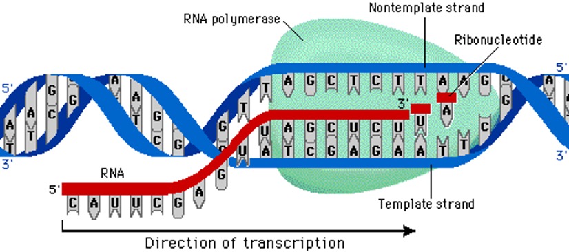 TRANSCRIPTION