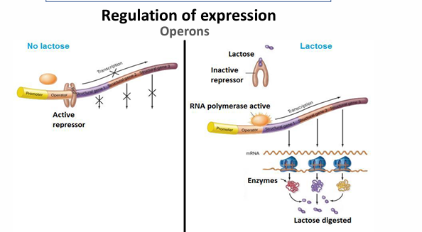 <p>Genes que se encuentran todos seguidos y regulados emdiante un mismo regulador. </p><p>Cuándo no se transcriben?</p><ul><li><p>Cuando no hay lactosa, no se expresann; hay un represor que impide su expresión. Mientras que si hay lactosa sí que se expresan todos los genes que son necesarios para la digestión de la lactosa.</p></li></ul><p></p>