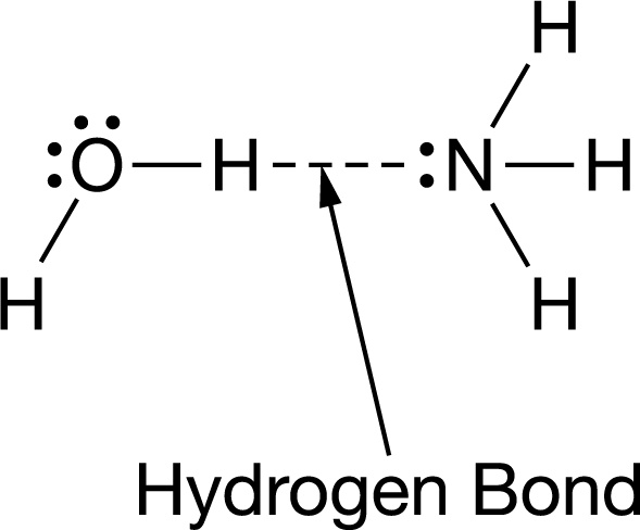 <p>Water and ammonia interact to form hydrogen bonds, as represented in the figure.</p><p>Which statement best helps explain the formation of the hydrogen bond represented in the figure?</p>