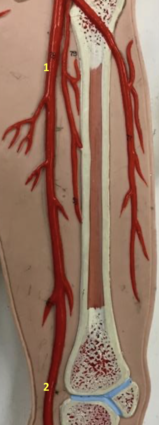 <p>Identify blood vessel 1</p>