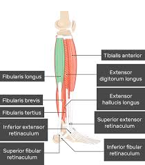 <p>fibularis (longus and brevis)</p>