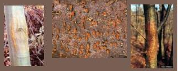 <p>Cryphonectria parasitica (Pyrenomycetes: Diaphorthales)</p>