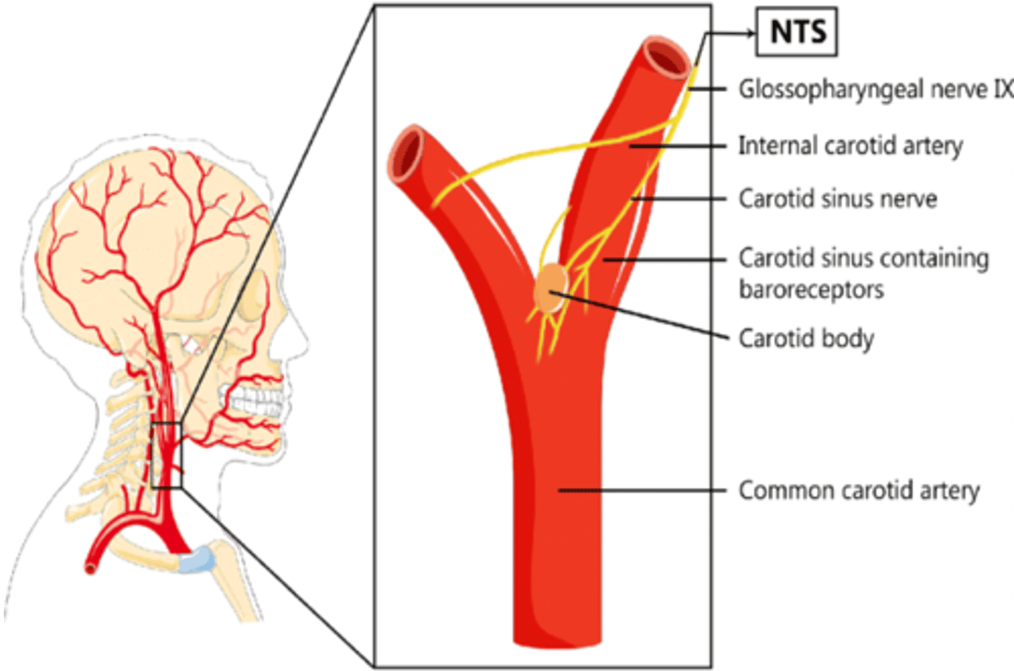 <p>Chemoreceptor</p>