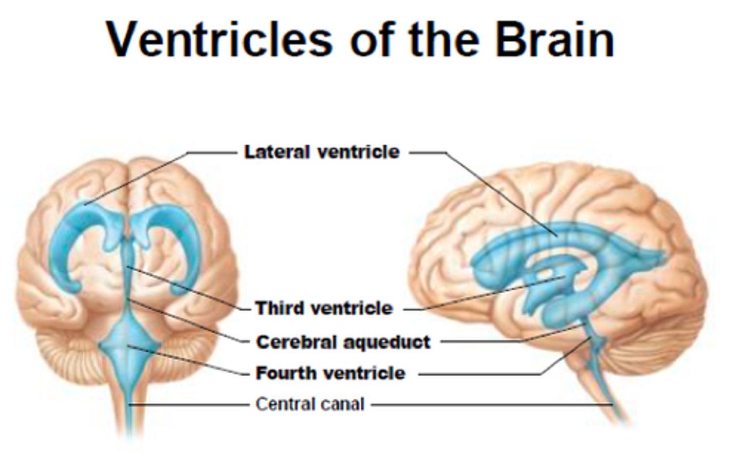 <p>- 4</p><p>- 2 lateral ventricles</p><p>- Third ventricle</p><p>- Fourth Ventricle</p>