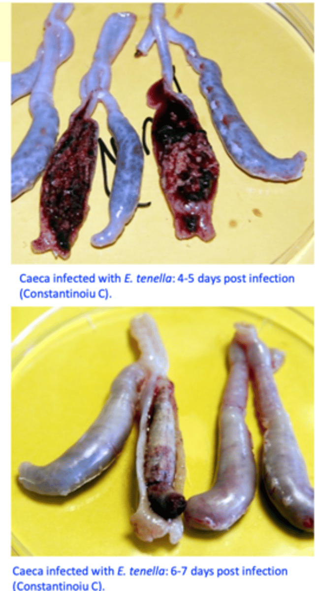 <p>Locates in the caeca;</p><p>2nd generation schizonts are the pathogenic stage;</p><p>Scattered pettechiae on the cecal wall;</p><p>Bleeding with clotting; caeca are much distended;</p><p>If the birds do not die the clot hardens as the mucosa cells join the blood to make a core;</p><p>Cecal wall is thick, wall greatly distended containing blood and/or large caseous cores;</p>