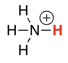 <p>protonated amines </p>