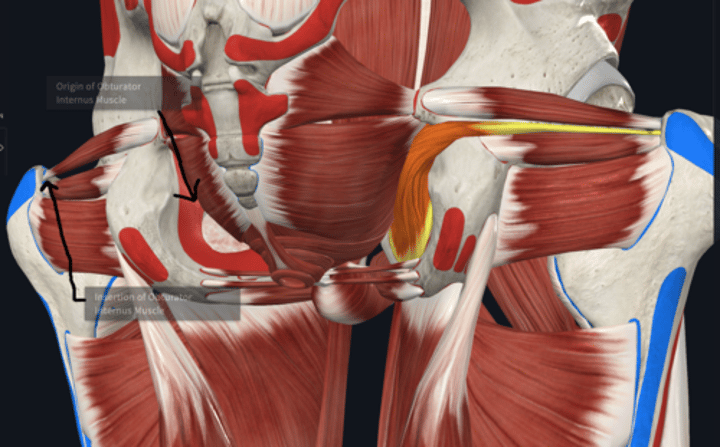 <p>Origin: Obturator internus</p>