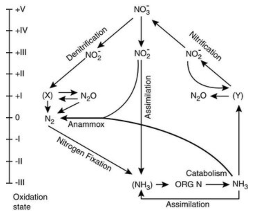 <p>transformation of chemical compounds from one form to another</p>