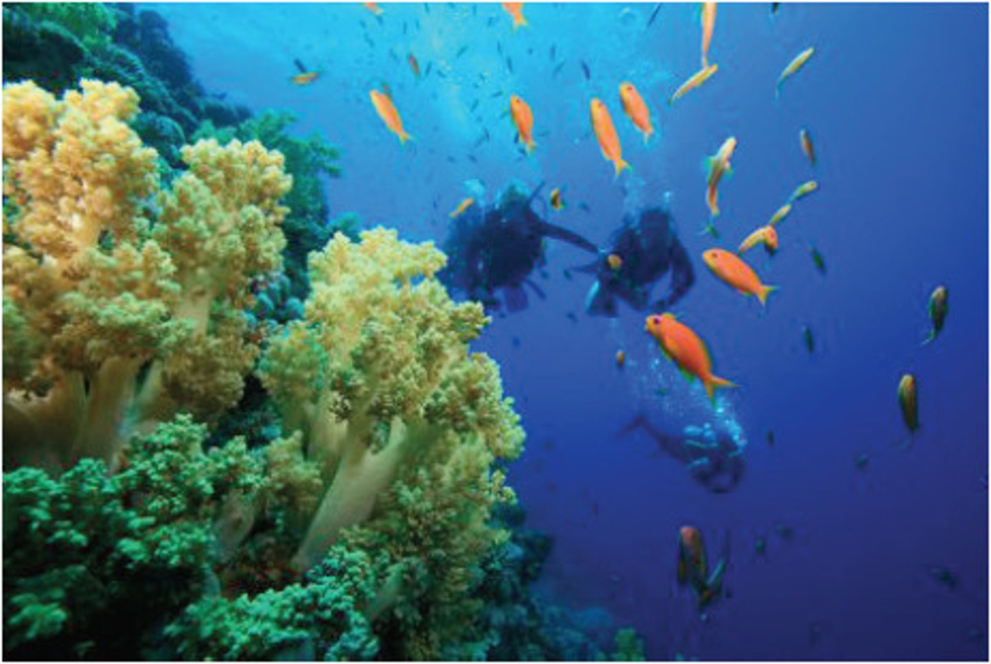 <p>adj., living in water, involving or happening in water.</p>