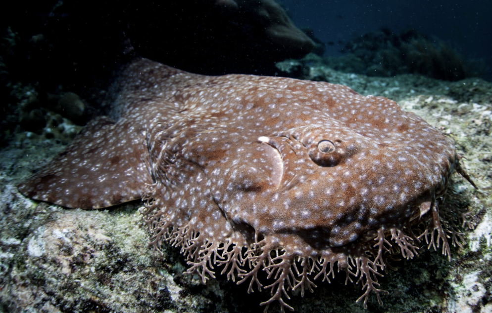 <p>carpet sharks (wobbegongs, zebra sharks, angel sharks, nurse sharks)</p><p>Key Traits:</p><ul><li><p>44 species</p></li></ul><ul><li><p><span style="color: rgb(252, 252, 252);">2 dorsal fins without spines; prominent spiracles; most w/ barbels (sensory whiskers)<br>• broad size range &amp; diets: filter feeding, suction feeding, etc.<br>• mostly ovoviviparous; some oviparous</span></p></li></ul><p></p>