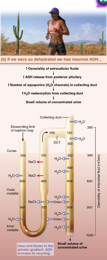 <p><span style="color: red;"><strong><em>Urea helps form medullary gradient </em></strong></span></p><ol><li><p><span style="color: purple;"><strong><mark data-color="purple" style="background-color: purple; color: inherit;">Enters filtrate in ascending thin limb of nephron loop</mark></strong></span> by <span style="color: blue;"><strong>facilitated diffusion </strong></span></p></li><li><p>Cortical collecting duct reabsorbs water, leaving urea behind</p></li><li><p>In deep medullary region, now highly concentrated urea leaves collecting duct and enters interstitial fluid of medulla </p><ul><li><p>Urea then moves back into ascending thin limb </p></li><li><p>Contributes to HIGH osmolality in medulla </p></li></ul></li></ol><p></p>