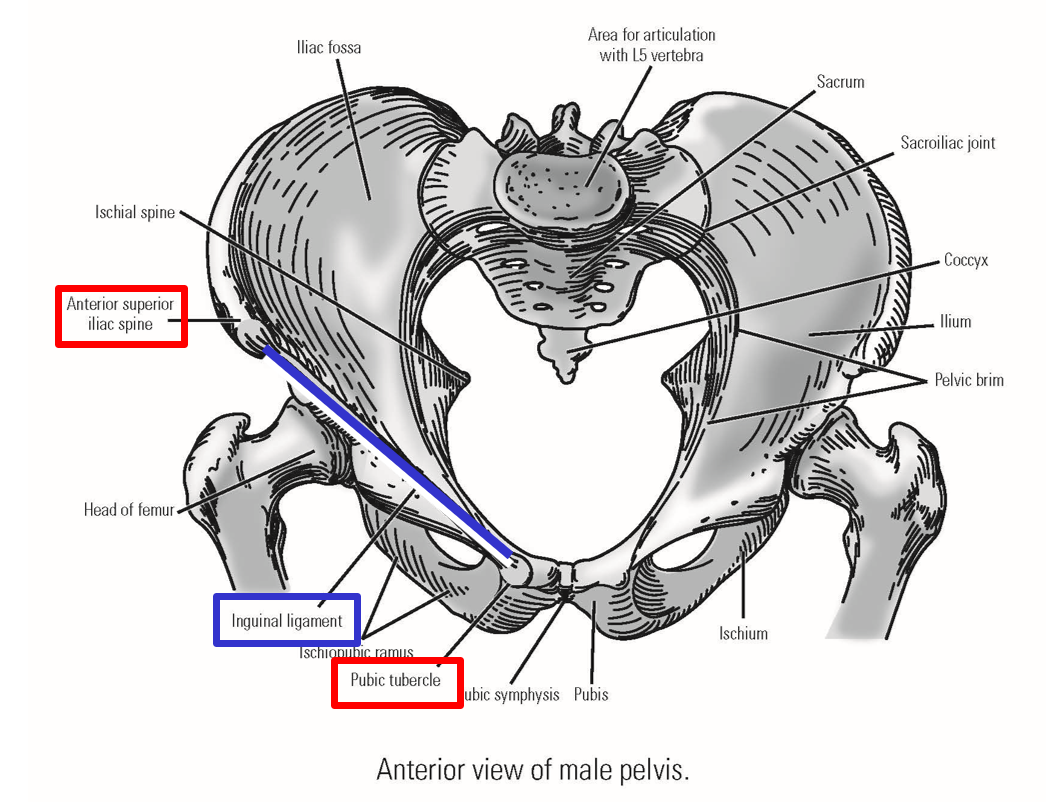 <p><span><strong><em><span>Inguinal ligament </span></em></strong><span>- dividing line between trunk of body and lower limb</span></span></p><p><span><span>Bony attachments:</span></span></p><ul><li><p><span><strong><em><span>Anterior superior iliac spine </span></em></strong><span>- lateral attachment</span></span></p></li><li><p style="text-align: left;"><span><strong><em><span>Pubic tubercle </span></em></strong><span>- medial attachment</span></span></p></li></ul><p></p>