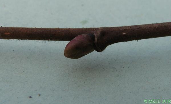 <p><strong><em>Corylus avellana</em></strong></p><p><strong>slabší větvička a kulatými až vejcovitými pupeny</strong></p><p>červeně odstále štětinaté letorosty</p>
