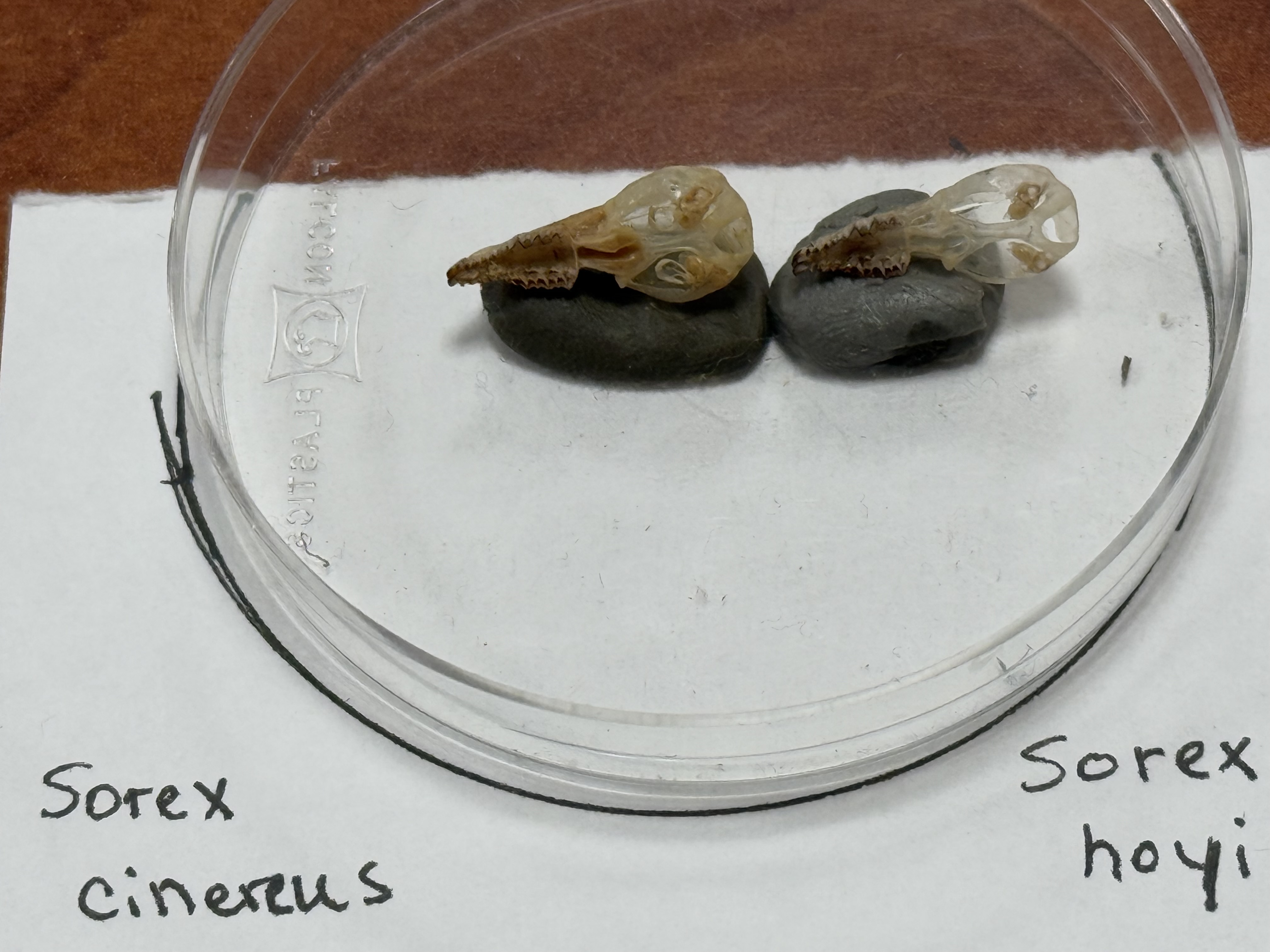 <p>Pygmy shrew</p><p>O. Eulipotyphla</p><p>F. Soricidae (shrew)</p><ul><li><p>3 large unicuspid teeth (stained)</p></li><li><p>zygomatic arch absent</p></li></ul><p></p>