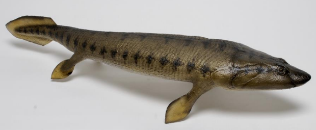 <p>Panderichthys</p>