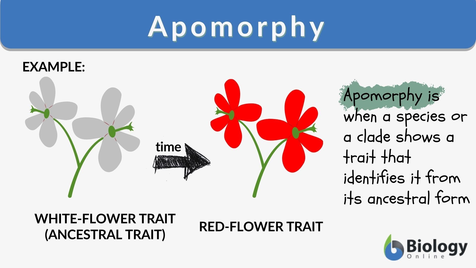 <p>derived traits</p>