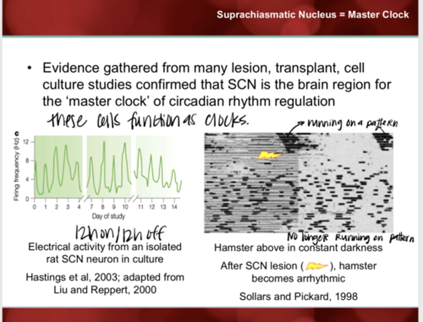 <p>What happens when a lesion to the suprachiasmatic nucleus (SCN) is made in a rat?</p>