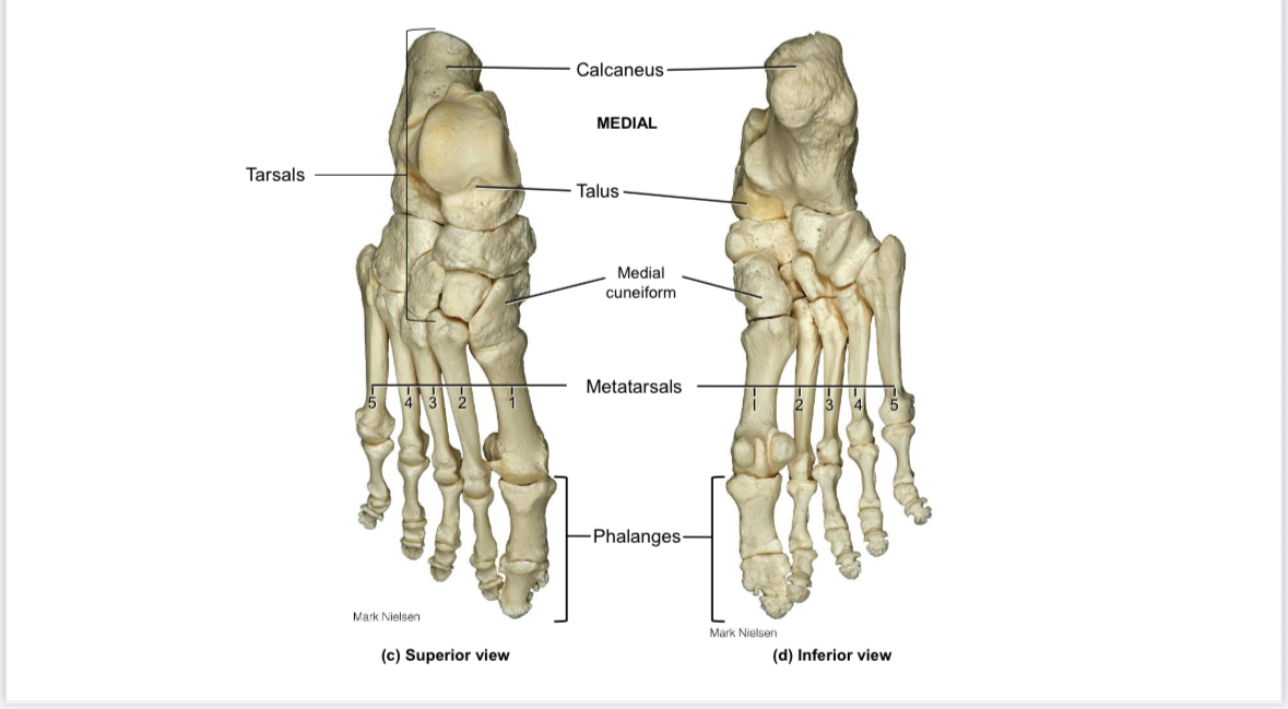 <p>Foot: middle phalanges</p>
