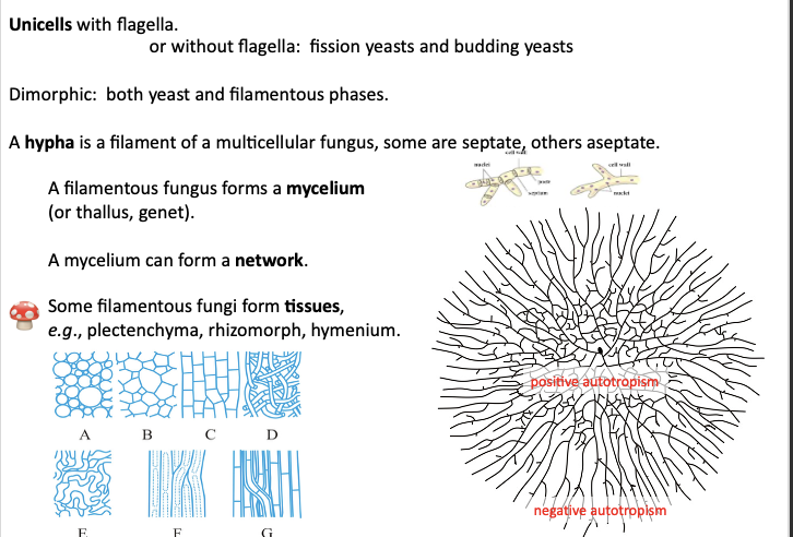 <ul><li><p>The mycelium tries to grow away from itself - negative autotropism<span> </span></p></li><li><p>In the centre of the fungal network - there is positive auto tropism because they want connections with themselves for stability<span> </span></p></li><li><p>Need alternating signalling to allow the fungi to find itself and grow towards itself<span> </span></p></li><li><p><span>some filamentous fungi form tissues e.g. plectenchyma, rhizomorph, hymenium </span></p></li></ul><p></p>