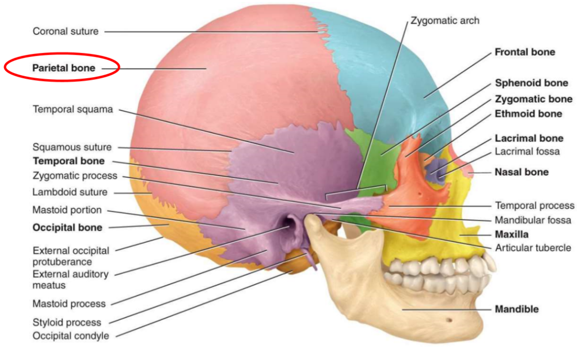 <ul><li><p>forms the sides and roof of cranial cavity</p></li><li><p>inner surfaces have markings of dura mater blood vessels</p></li></ul>