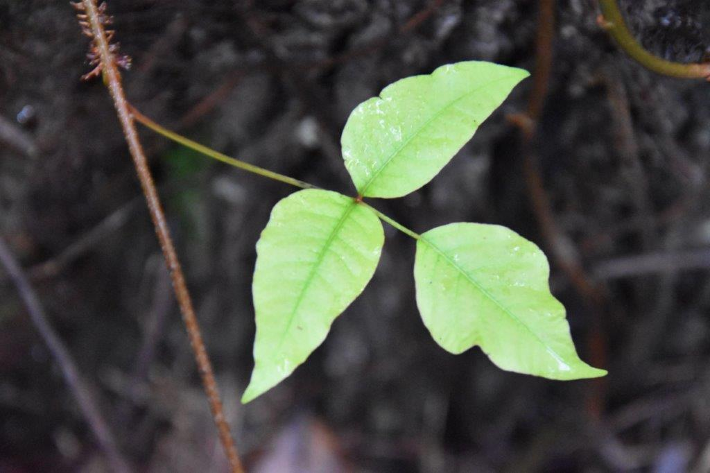 <p><em>Toxicodendron radicans </em>var.<em> radicans</em></p>