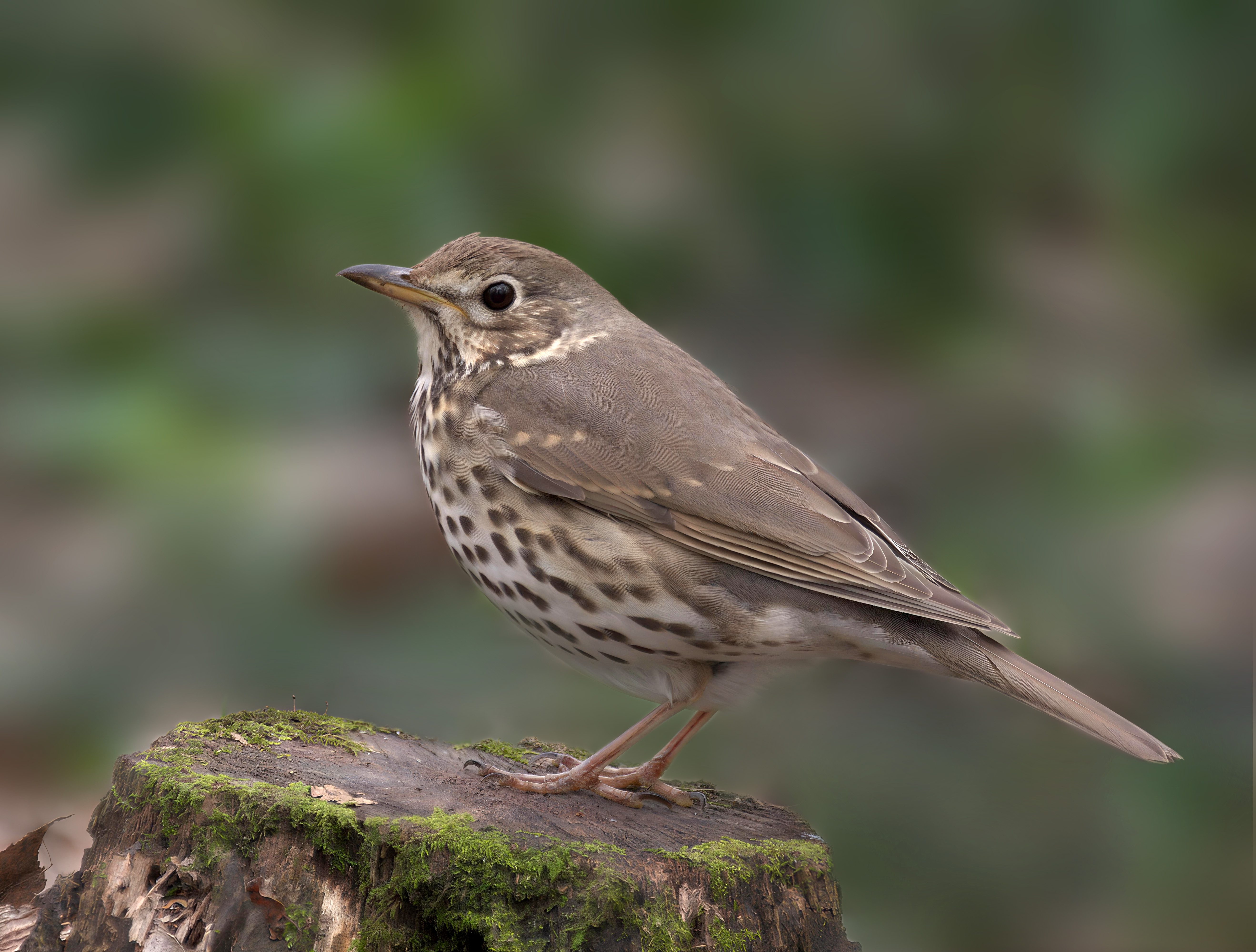 <p>Bird species.</p>