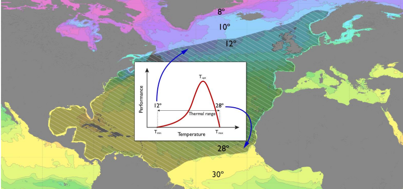 <p>Define fundamental/realized niches and niche filling, and consider the implications of climate change on them for a species</p><p></p><p>Compare/contrast terrestrial and marine niche filling (overfilling and underfilling)</p>