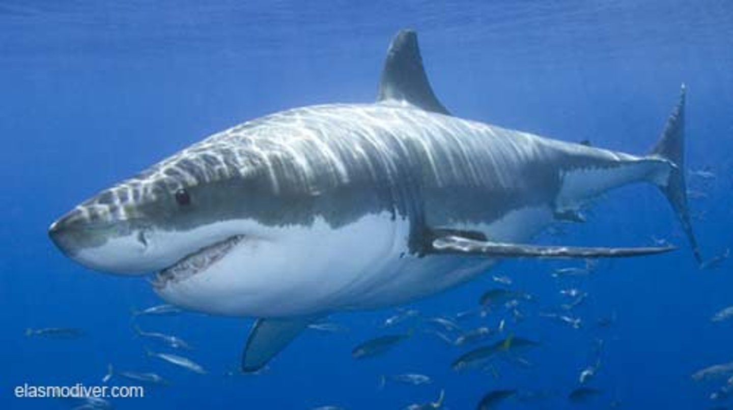 <p>a shark</p>