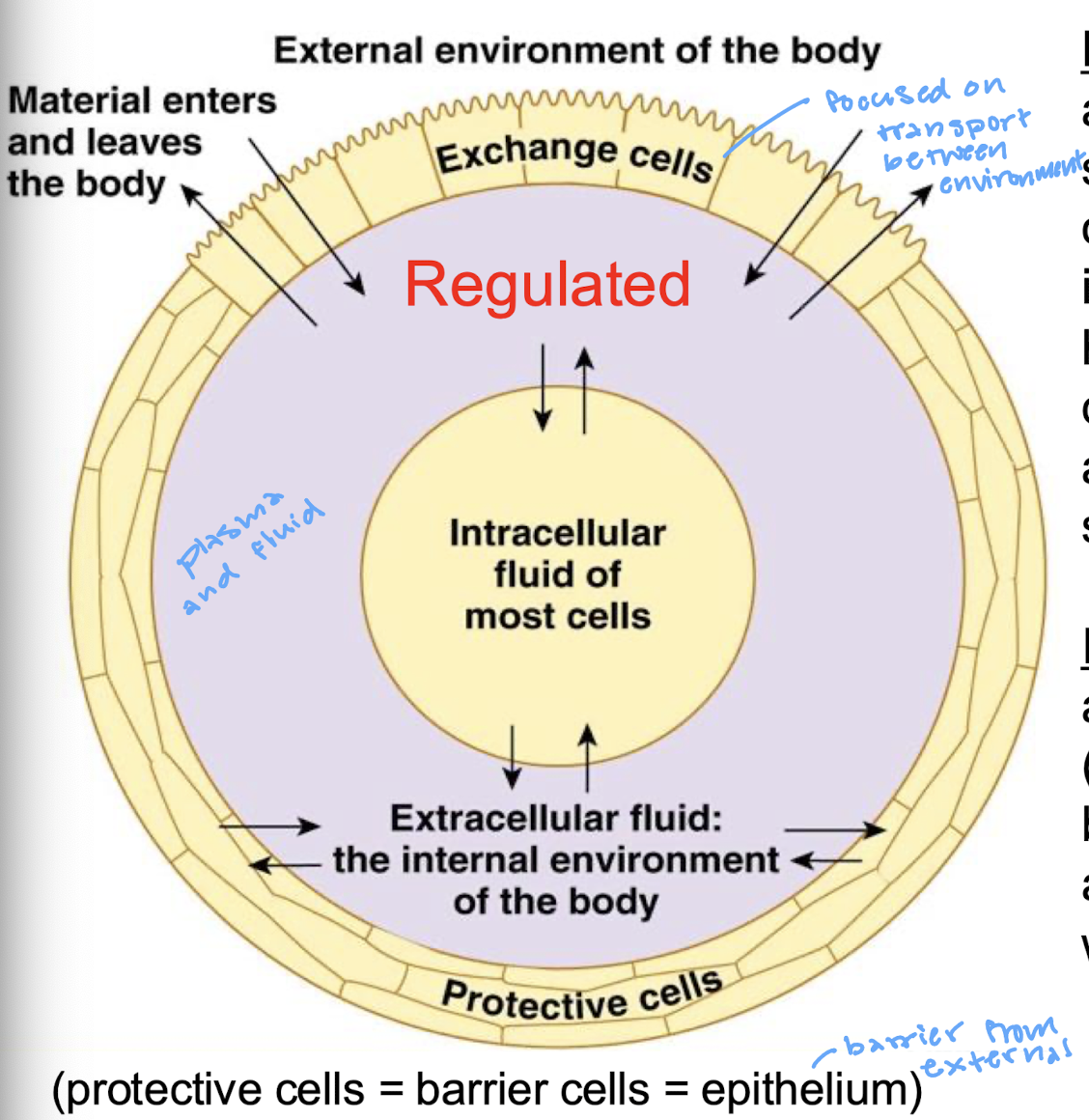 <p>anything (air, fluid, solid) that is outside of our barrier cells, including things in the hollow tubes of our digestive, excretory, and respiratory systems</p>