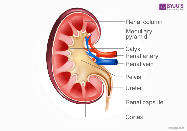 <p>Renal cortex</p><p>Inner renal medulla</p><p>renal pelvis </p><p>Nephrons </p>