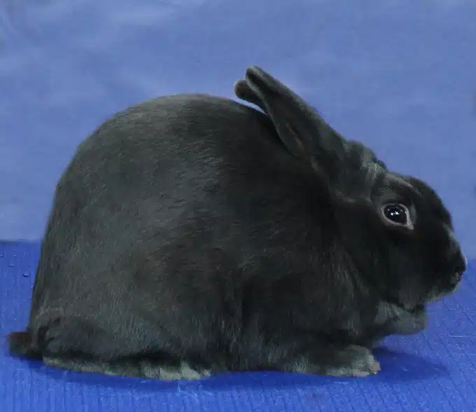 <p>What Breed Am I?</p>