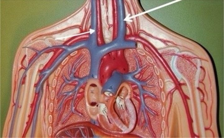 <p>IDENTIFY THIS STRUCTURE</p>