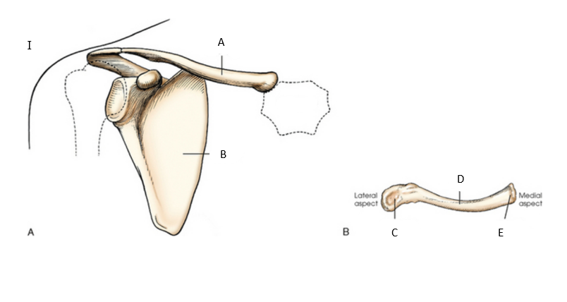 <p>anatomy I: what is letter B?</p>