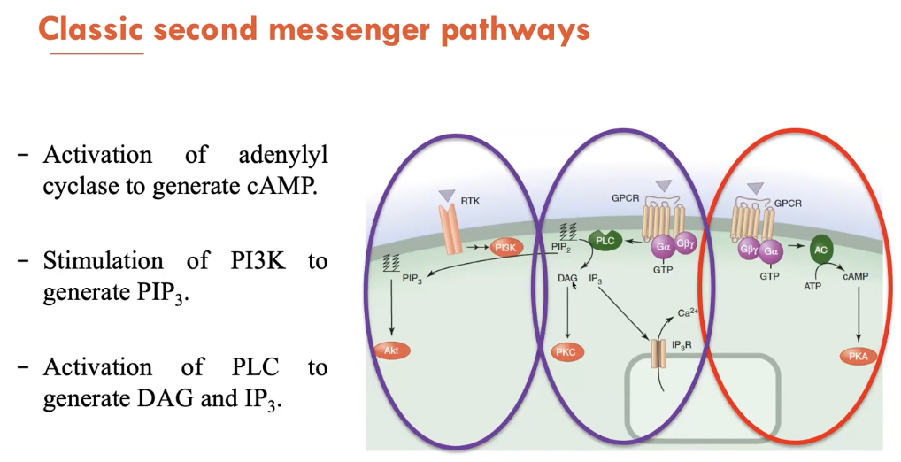 <p>Second messengers are small molecules and ions that are present at low levels in resting cells. 3 of its main pathways are:</p><ol><li><p>Activation of adenylyl cyclase to generate cAMP</p></li><li><p>Stimulation of PI3K to generate PIP<sub>3</sub></p></li><li><p>Activation of PLC to generate DAG and IP<sub>3</sub></p></li></ol><p></p>