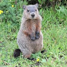 <p><strong>Groundhog</strong></p>