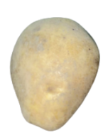 <p>What is its physiological maturity and commercial maturity?</p>