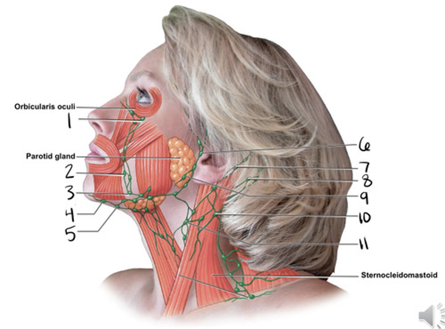 <p>the parotid &amp; submandibular lymph node</p>