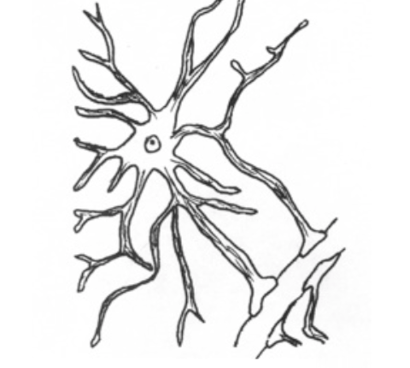 <p>Fibrous astrocyte</p>