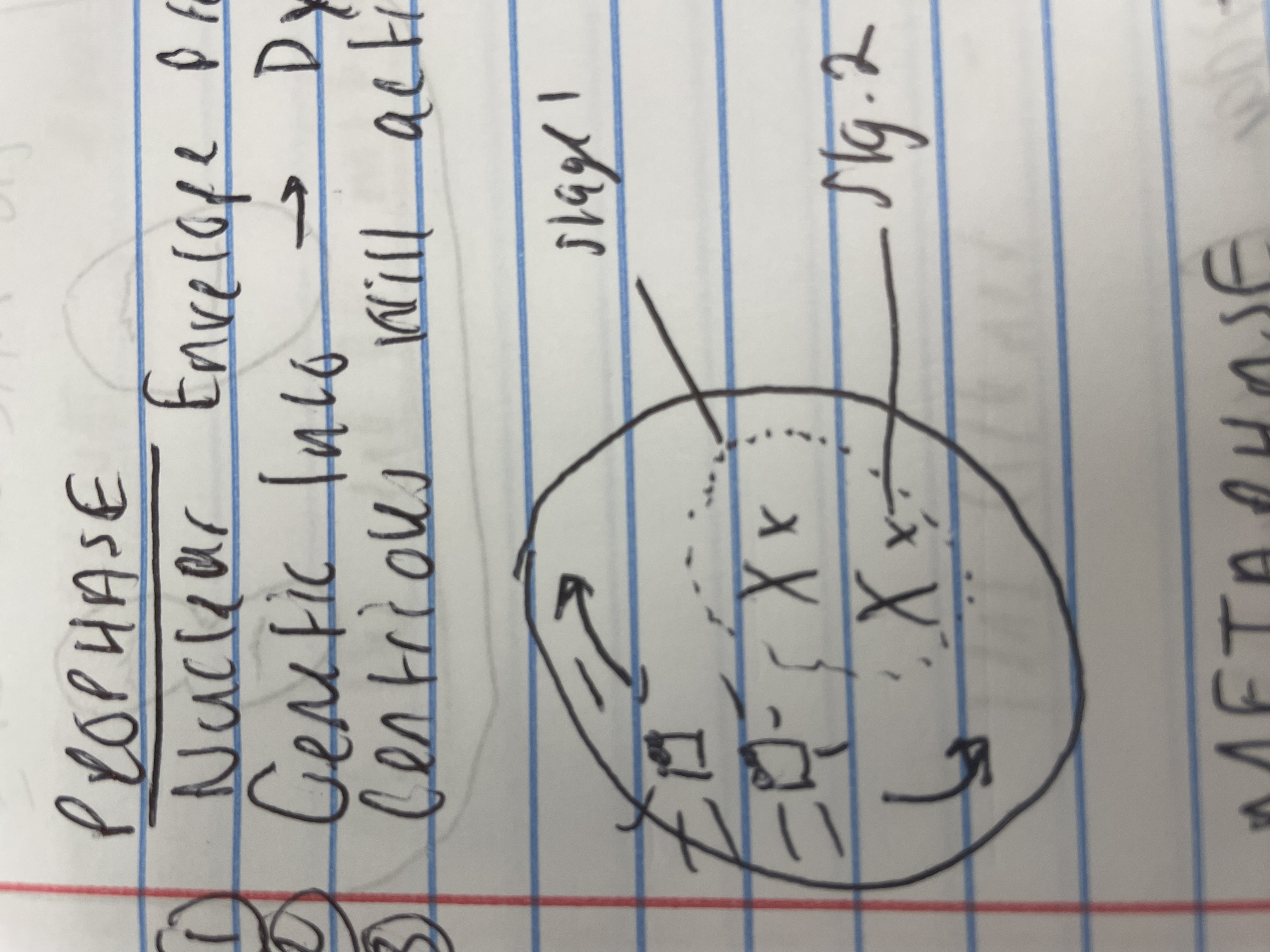 <ol><li><p>Nuclear Envelope Breaks Down</p></li><li><p>Genetic info &gt; dyad form (x)</p></li><li><p>Centrioles will activate &amp; move to opp. poles</p></li></ol>