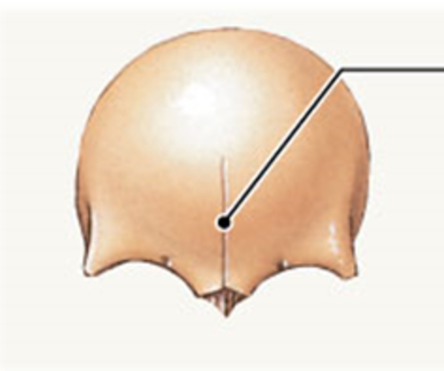 <p>- Synostosis</p><p>-an immovable joint formed when the gap between two bones ossifies and the bones become, in effect a single bone</p>