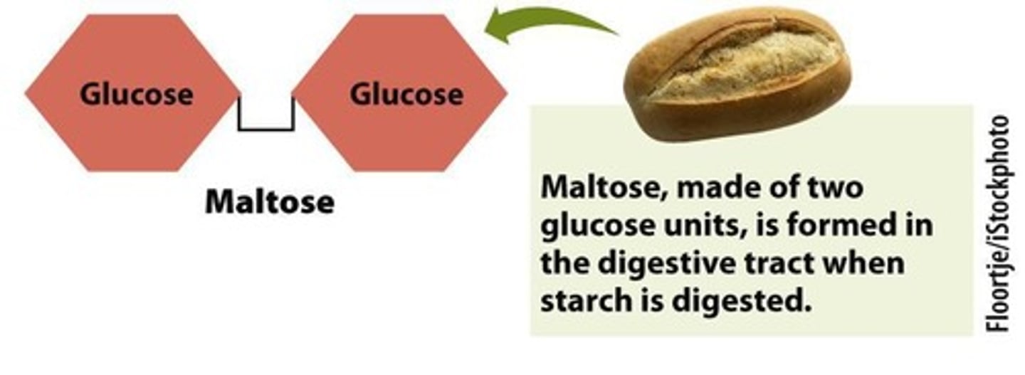 <p>Disaccharide of two glucose molecules.</p>