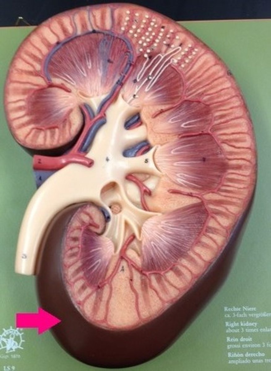 <p>outermost layer of the kidney. It provides a covering of collagenous connective tissue that strengthen and protects the kidney tissue</p>