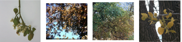 <p>vomiting, abdominal pain, diarrhea</p>