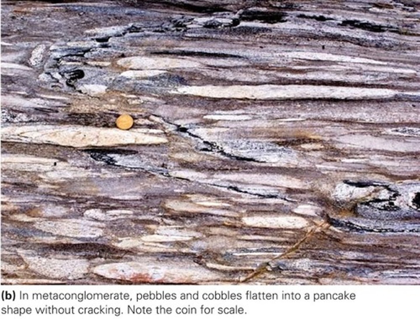 <p>a coarse-grained metamorphic rock formed from the flattening of pebbles and cobbles in conglomerate. The protolith of METACONGLOMERATE (a metamorphic rock) is CONGLOMERATE (a sedimentary rock). The flattening of conglomerate clasts into pancake-like shapes occur as a result of pressure solution and plastic deformation. The alignment of inequant clasts defines the foliation.</p>