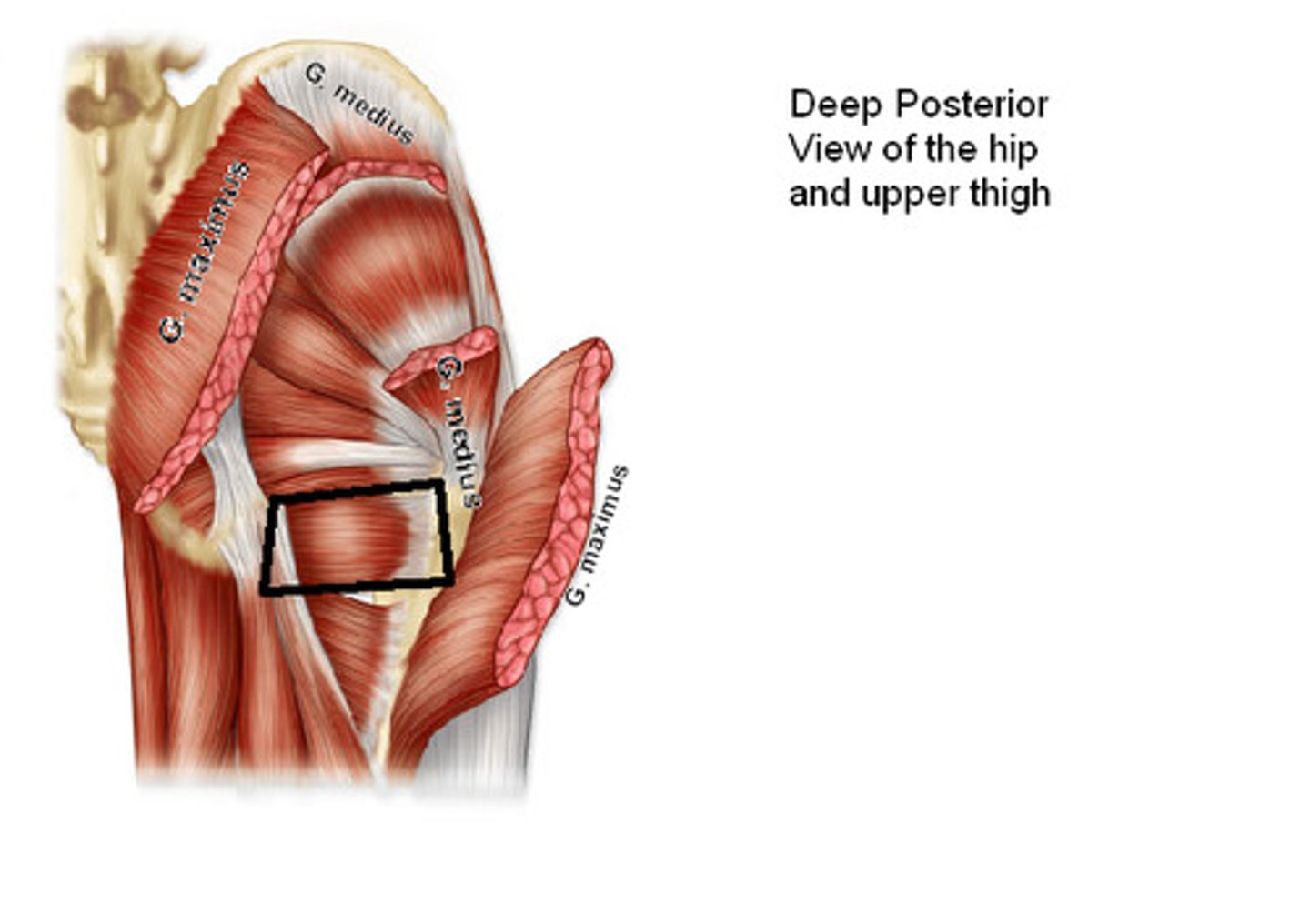 <p>Origin: lateral border of ischial tuberosity</p><p>Insertion: quadrate tubercle on intertrochanteric crest of femur</p><p>Innervation: nerve to quadratus femoris (L5, S1)</p><p>Action: laterally rotates hip joint; also pulls femoral head into acetabulum to stabilize hip joint</p>