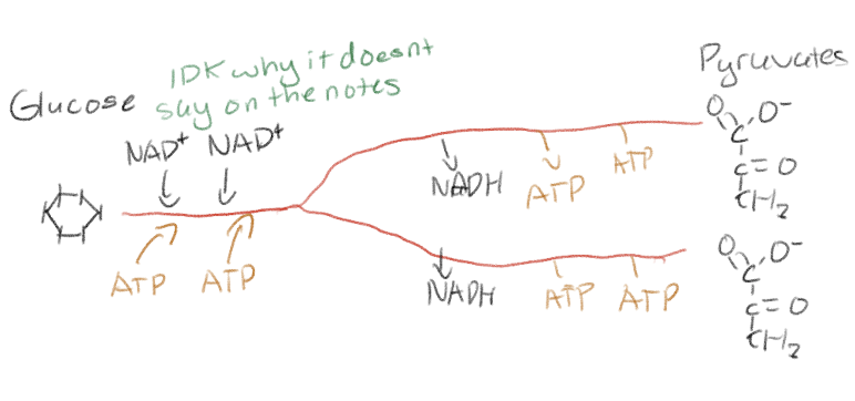 <p>2 pyruvate molecules + 2NADH + 2 ATP</p>